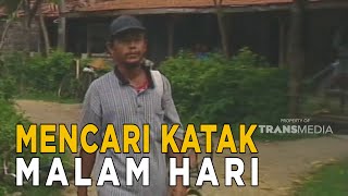 Inilah Sepenggal Kisah Pencari Kodok | JELAJAH