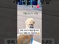 누나 기다리며 도서관 앞 강아지 🤣