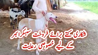 Desi Tazi Dog For Sale In Pakistan | Shikari Khutta | Grey Hound In Pakistan |