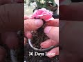 How to grow new style roses