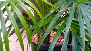 Areca palm // When to repot Areca palm? // எப்பொழுது தொட்டி மாற்ற வேண்டும் // பயனுள்ள குறிப்புக்கள்