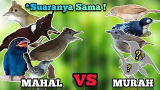 Suaranya Sama! 5 Jenis Burung Masteran Murah, Suaranya Mirip Masteran Kelas Atas!