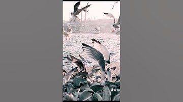 مقطع قرآني من سورة مريم القارئ عبدالرحمن مسعد #قرآن #عبدالرحمن_مسعد #متابعه #مكة
