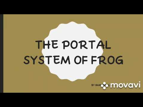 The Portal System of Frog