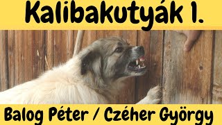 Kalibakutyák / Archaikus kutyatartás!  Beszélgetés Czéher Györggyel és Balog Péterrel! DogCast TV