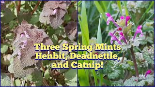 Three Wild Mints  Purple DeadNettle, Henbit, and Catnip