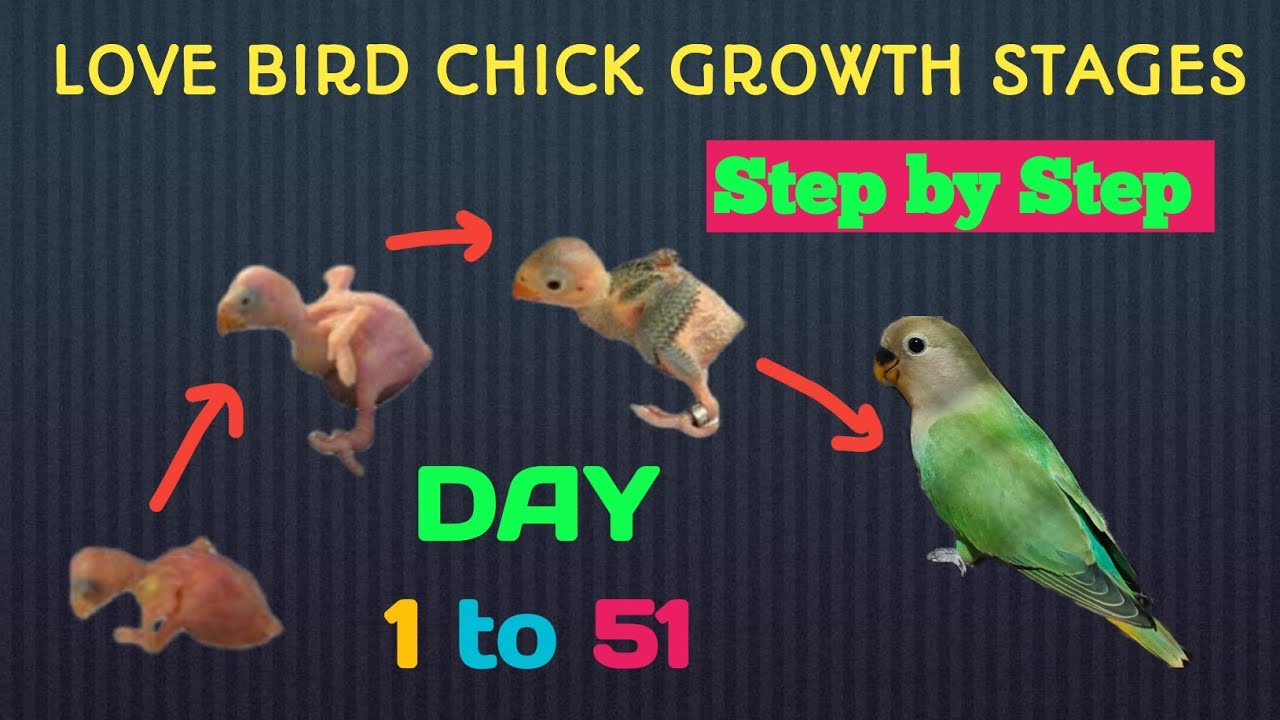 LOVE BIRD CHICK GROWTH STAGES | First 51 Days of Love Bird Chicks Timelapse