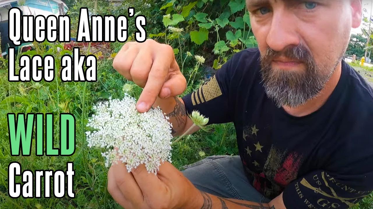 Queen Anne's Lace - How to Use Foraged Wild Carrots