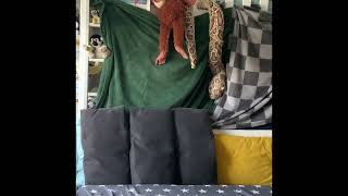 Rat at the zoo #funny #animals #zoo