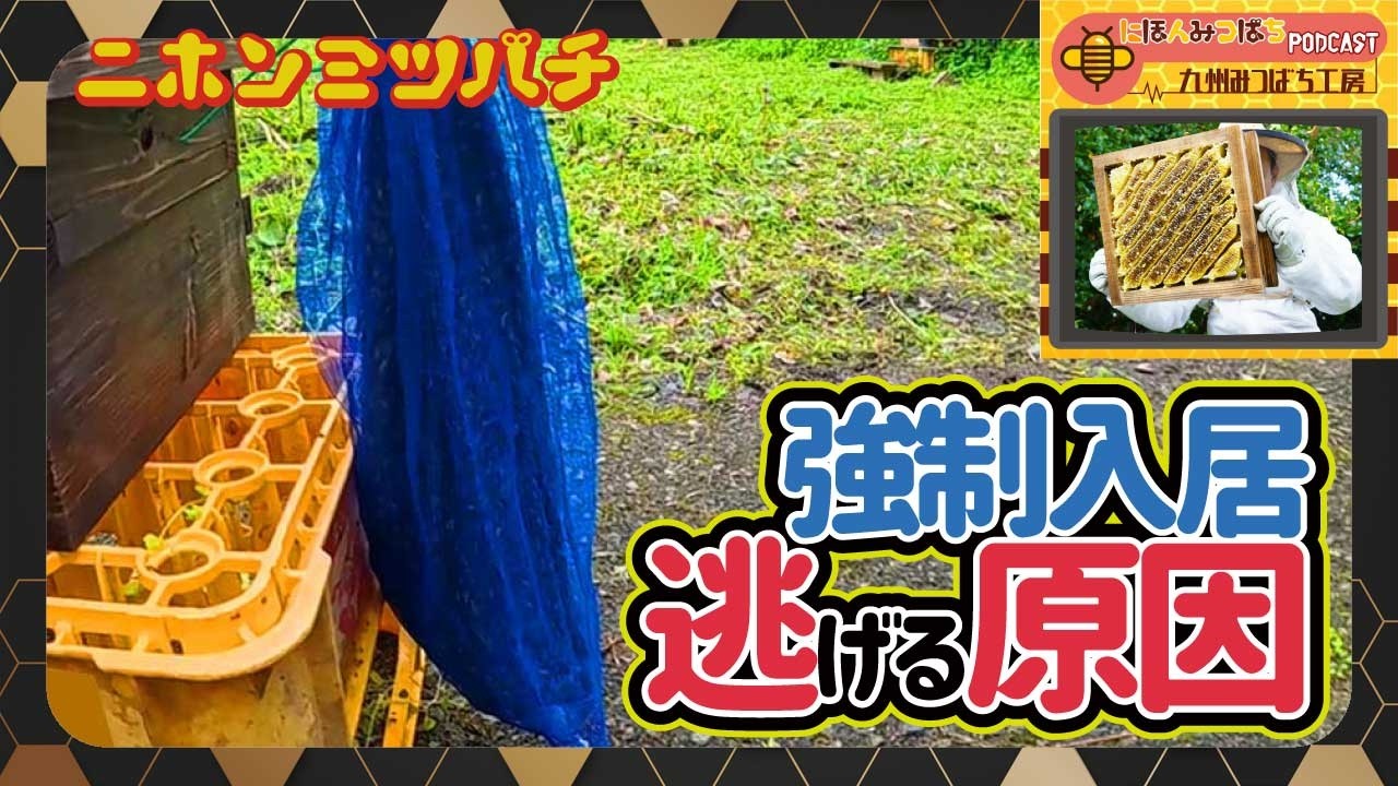ニホンミツバチ【翌日いなくなる理由】強制入居の正しいやり方