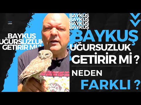 BAYKUŞ UĞURSUZLUK GETİRİR Mİ ? / BAYKUŞ NEDEN FARKLIDIR ? / Talha Uğurluel