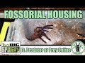 Setting Up Fossorial Tarantulas (with Predator or Prey Online)