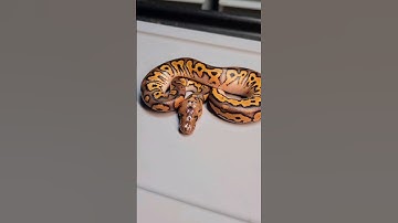 Crazy new Clown Ball Python Combo || Baby Ball Python