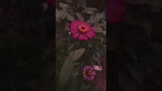 sunn sawariya #love #birdsong #lovemusic #song #lovesong #shortsfeed #shorts #shortvideo #youtube