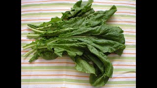 Turnip Greens 101 - Selecting &amp; Storing Turnip Greens