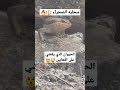 سحليه الصحراء 