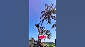 Cách hái dừa nhanh nhất #tintuc
