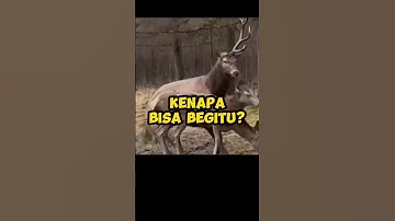 alasan kenapa rusa mematahkan tanduknya sendiri #tahukahkamu #viral #yearofyou