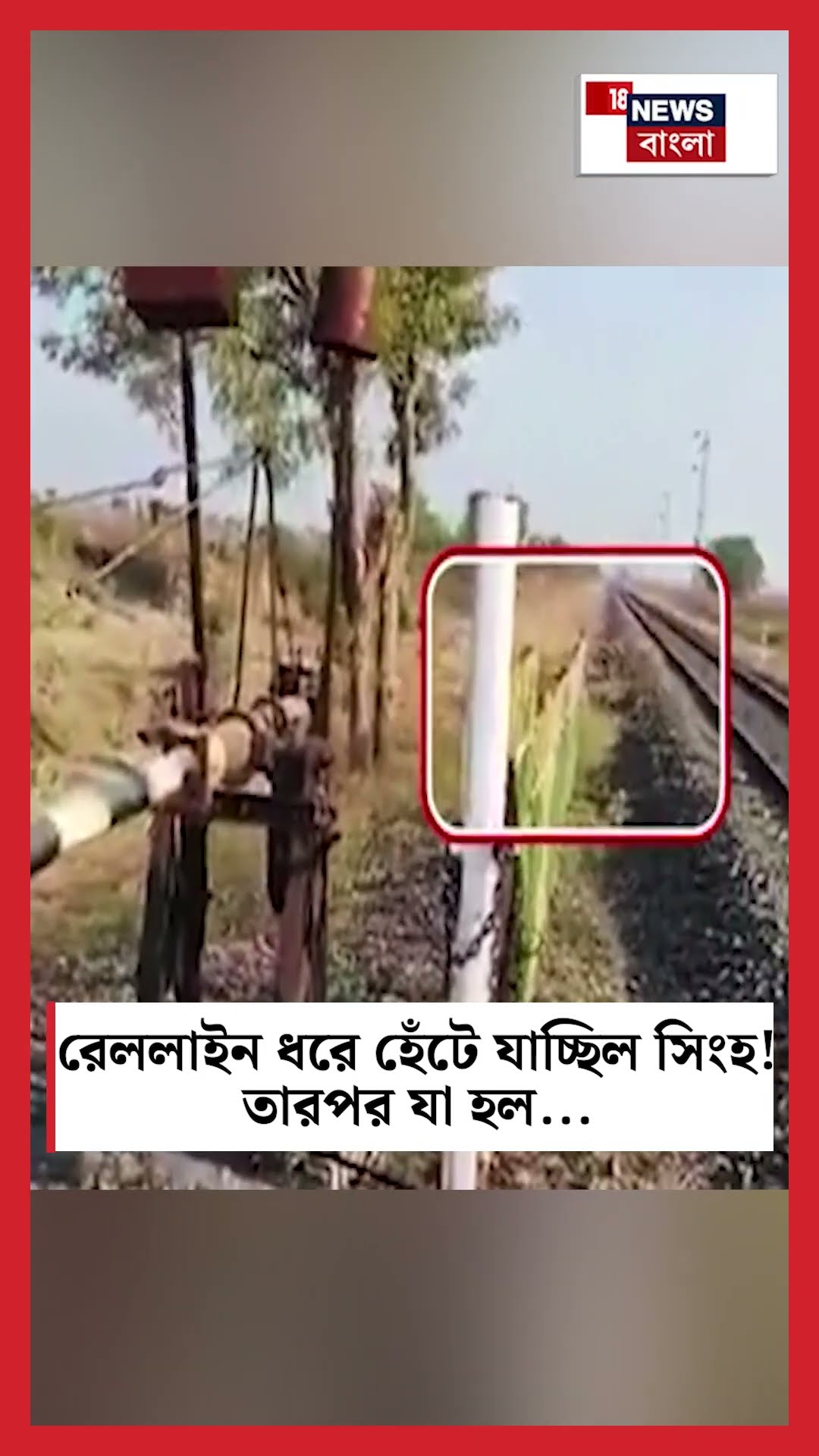 রেললাইন ধরে হেঁটে যাচ্ছিল Lion ! তারপর যা হল...| Lions Strolling On Railway Tracks | N18S #shorts
