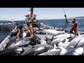 The Most Big Net Fishing Tuna - Havest Hundred Tons Tuna Fish On Modern Boats