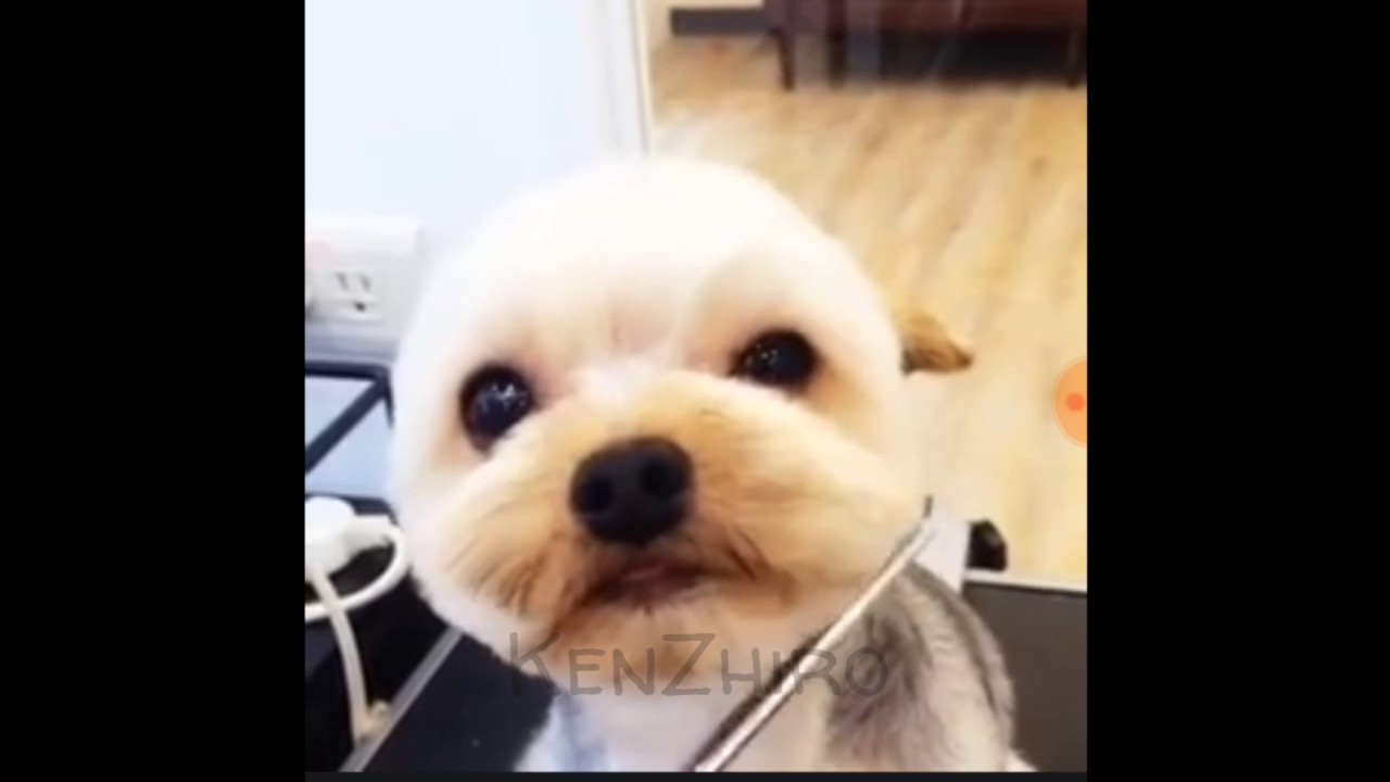 Anjing Potong Rambut Ke Salon YouTube