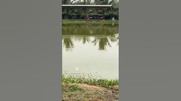 #Shorts Báo cá tra năm 2024 clip 15 - Hồ Câu Vườn Dừa ấp Ngã Tư, xã Nhuận Đức, huyện Củ Chi, TP HCM