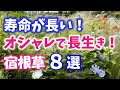 【ガーデニング】秋に植えたい！寿命が長くてオシャレな宿根草8選13種の紹介！あしかがフラワーパーク・代々木公園・中之条ガーデンズ・服部ファームガーデン・花菜ガーデン・gardening