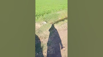 ماتيسر من سوره فصلت بصوت الشيخ ابو عبدالله سعده