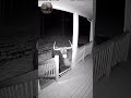 DESTRUCTIVE: Massive Bull Smashes Cabin Porch Railing! 😱🦬🔨