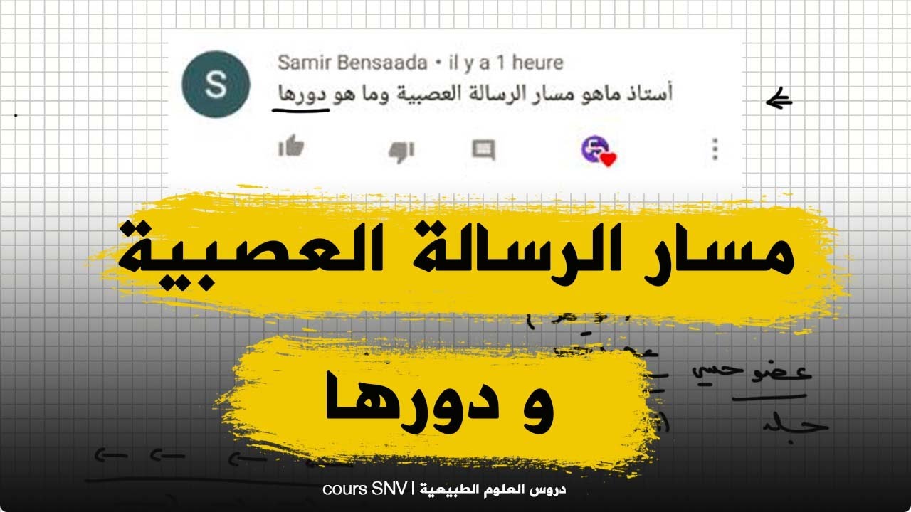 مسار الرسالة العصبية و دورها للسنة الرابعة متوسط