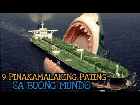 Video: Ang pinakamalaking pating sa mundo