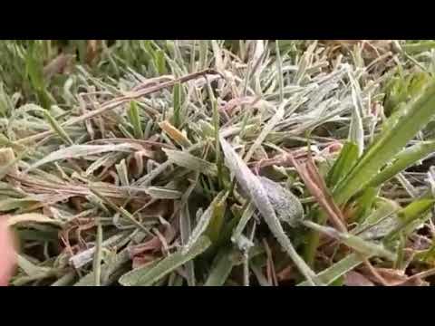 Geada volta a cobrir campos na Serra de SC em plena primavera