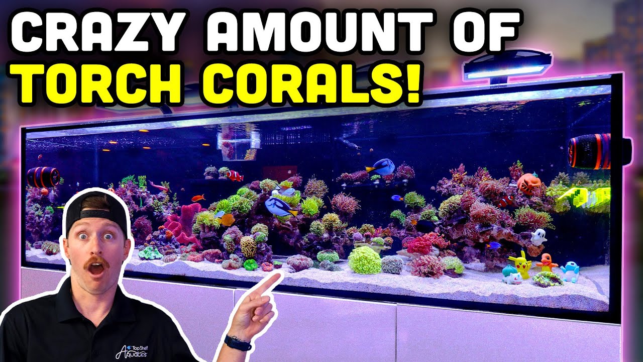 Этот аквариум был НАБИТ факелами! Рифовый аквариум объёмом 300 галлонов!