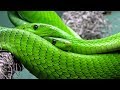 Snake Song for children - Learn about slithering snakes - Songs for kids