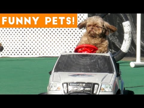 funniest-pets-&-animals-of-the-week-compilation-april-2018-|-hilarious-try-not-to-laugh-animals-fail