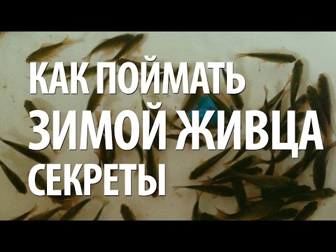 КАК ПОЙМАТЬ ЖИВЦА ЗИМОЙ - СОВЕТЫ РЫБАКАМ КАК ПОЙМАТЬ ЖИВЦА ЗИМОЙ - СОВЕТЫ РЫБАКАМ