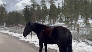 Mount Charleston locals petition to keep and address wild horses