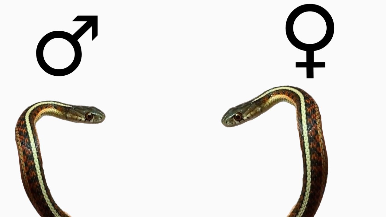 How Can You Tell If A Garter Snake Is Male Or Female?