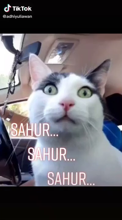 KUCING Bangunin sahur sahur/film lucu