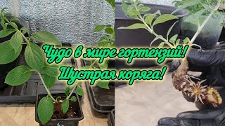 Чудо в мире гортензий, небольшой эксперимент!🌱👍