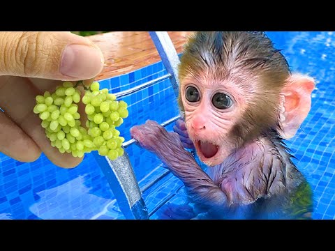 القرد الصغير بون بون يزرع العنب في الحديقة ويعتني بهذا القرد الصغيراللغة العربية جيدة