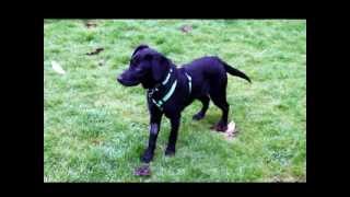 Two weeks later - Finzi playing in the garden by Pete the Vet 1,052 views 11 years ago 56 seconds