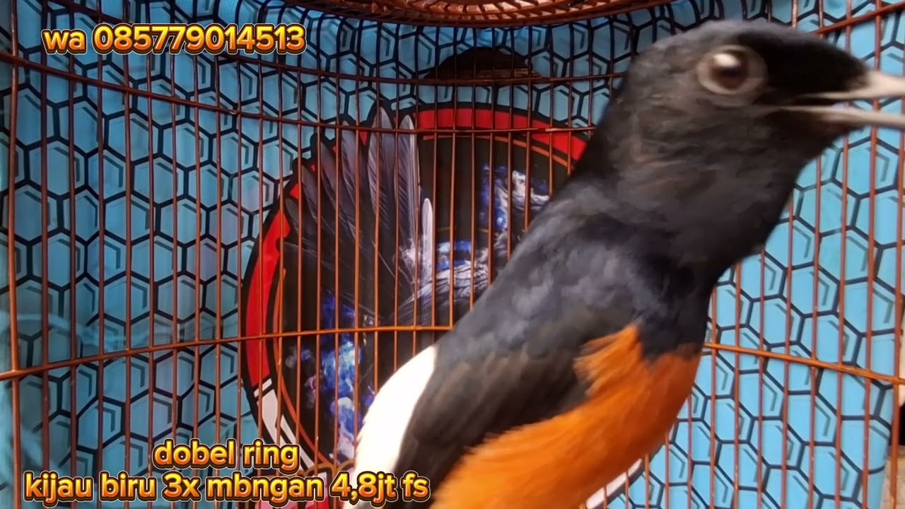 Murau batu prestasian dan jalan lapang, jakarta barat 