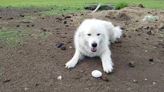 Training LGD Livestock Guardian Dogs Dogs Not To Eat Eggs