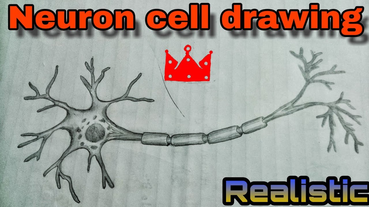 Update more than 197 neuron sketch latest