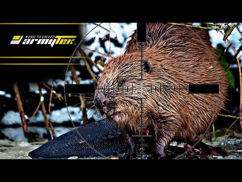 Охота на бобра 2024. Beaver hunting #охота #бобры #beaver