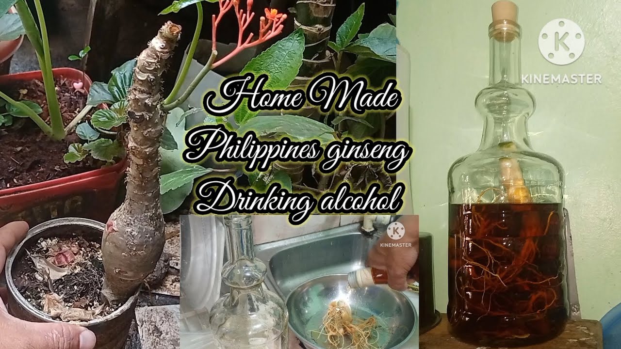 KOREAN GINSENG+EMPE-HOME MADE DRINKING ALCOHOL.