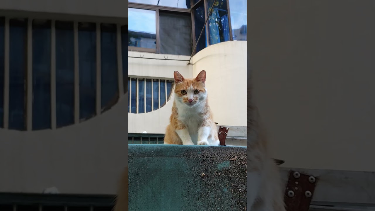 BREAKING NEWS 🚨 | Colony's Little Rascal LUNA Finally TRAPPED for TNR.