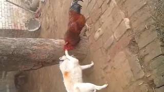 Dog fighting with cock