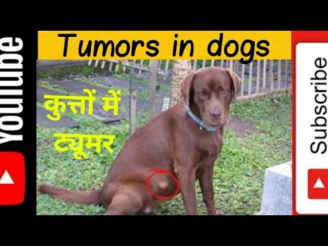 वीडियो: कुत्तों में नसों का ट्यूमर